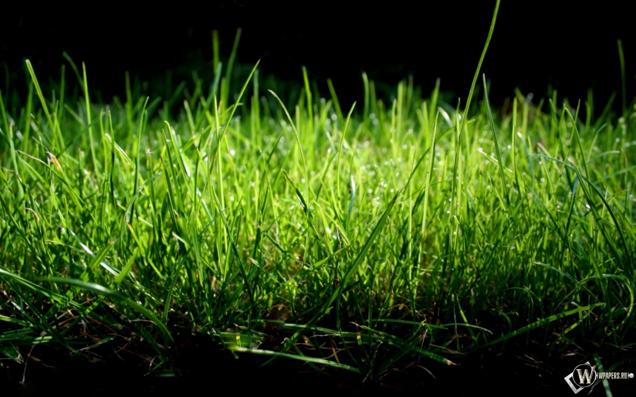 Зеленая трава 1280x800