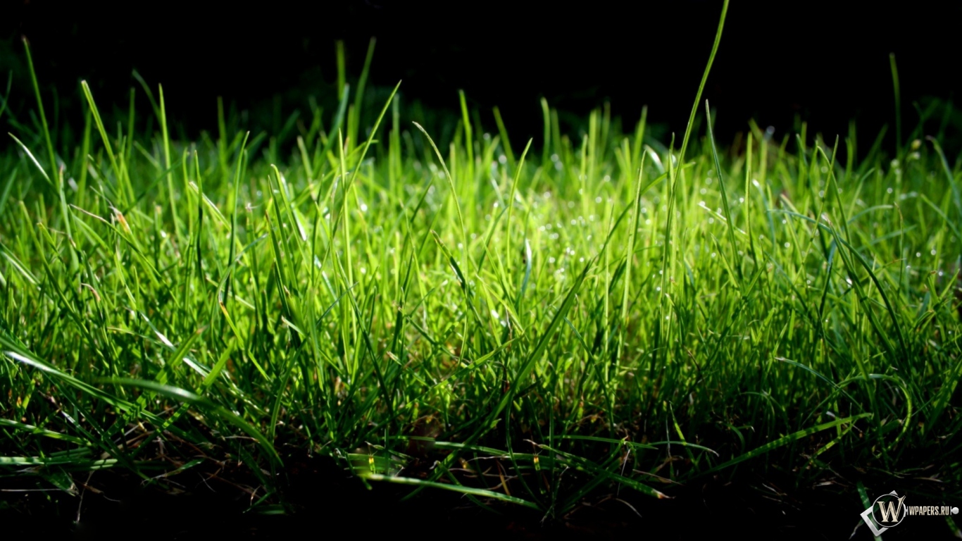 Зеленая трава 1366x768