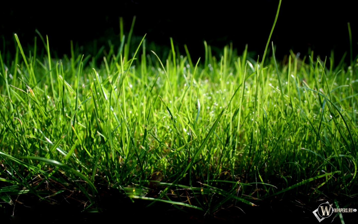 Зеленая трава 1440x900