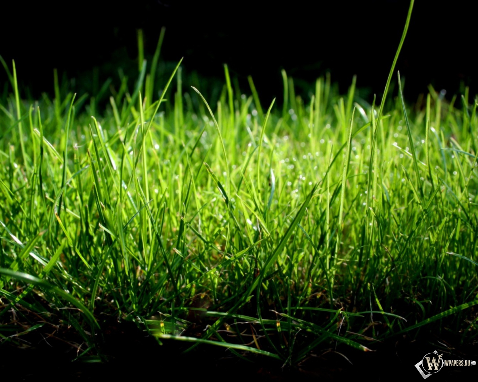 Зеленая трава 1600x1280