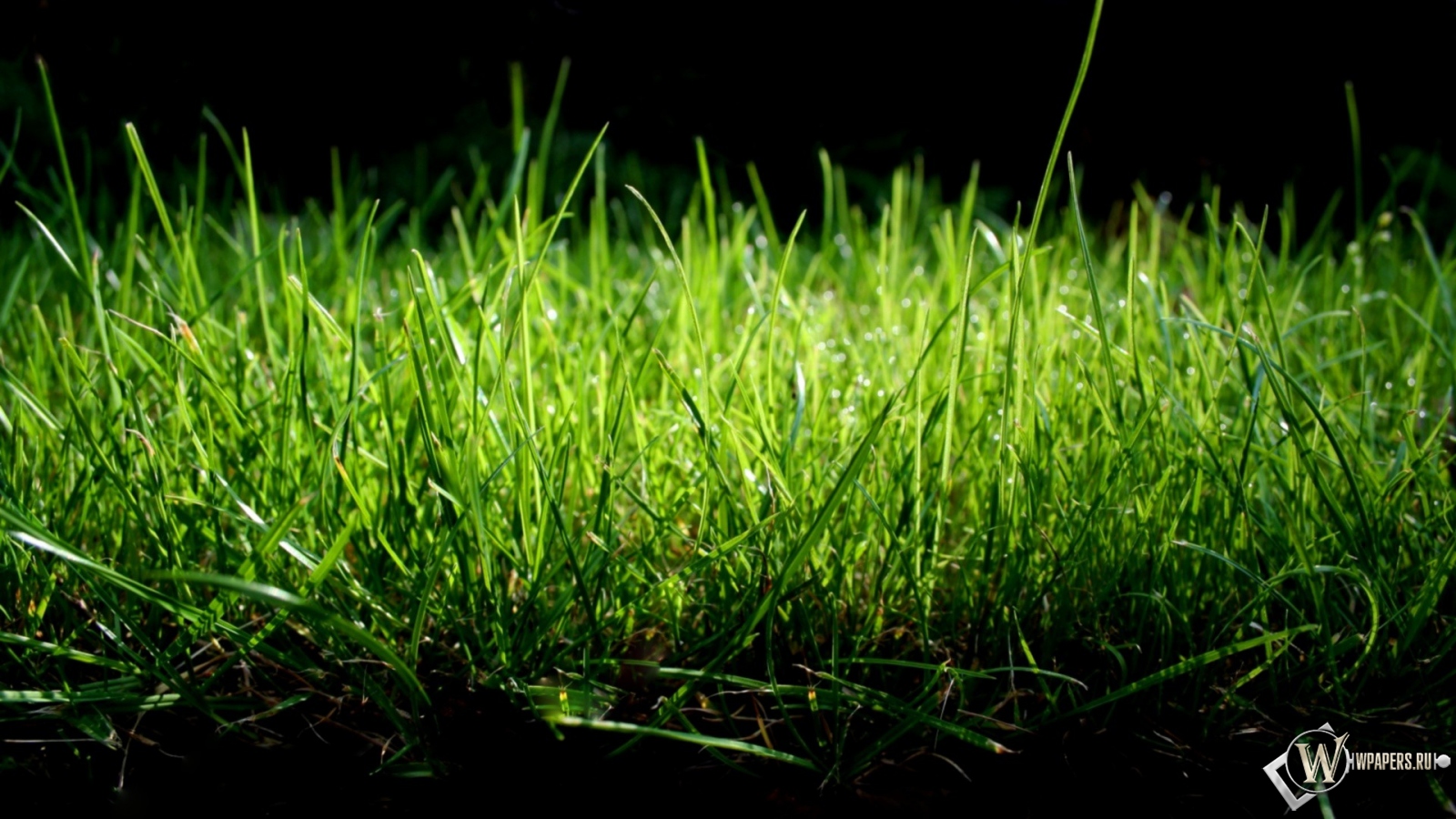 Зеленая трава 1600x900