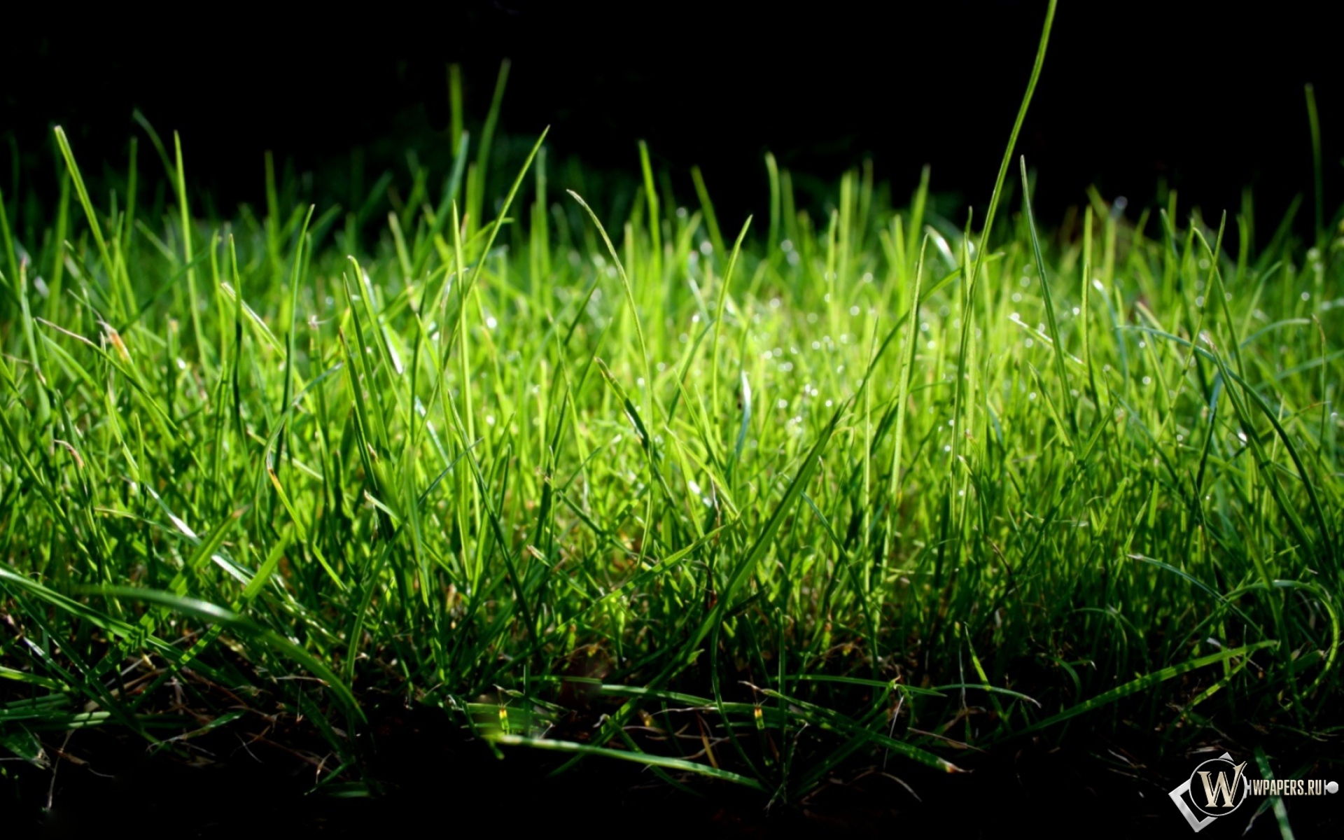 Зеленая трава 1920x1200