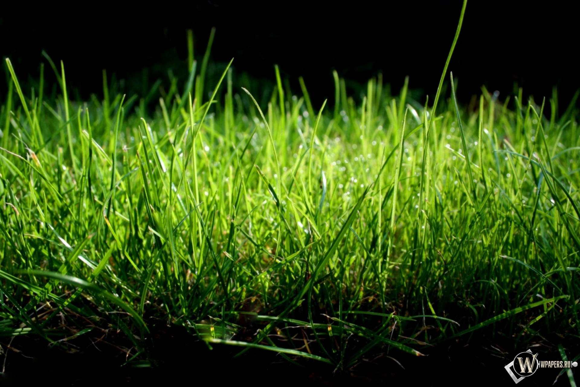 Зеленая трава 1920x1280