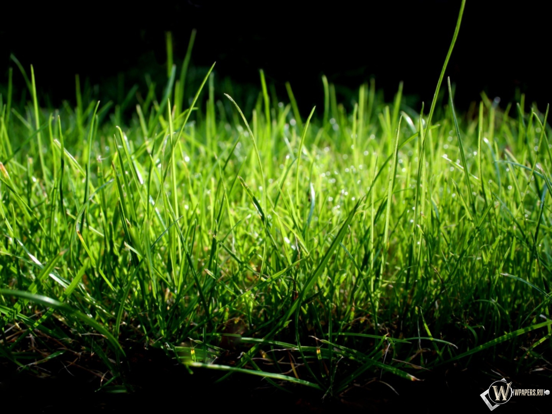 Зеленая трава 1920x1440