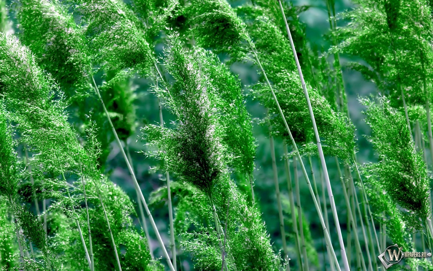 Высокая трава 1440x900