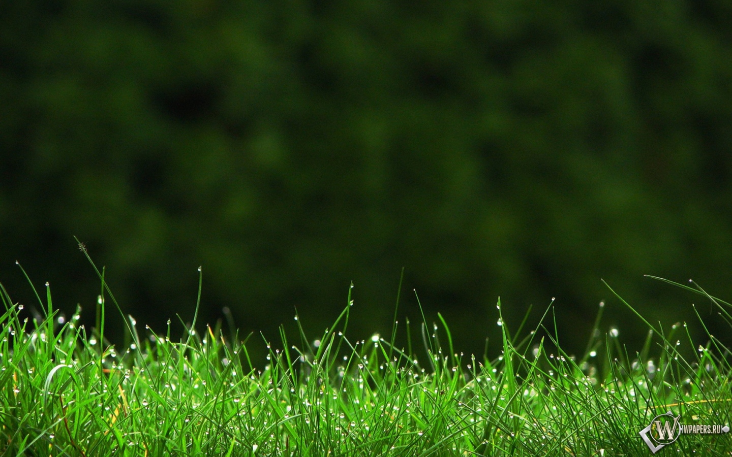 Капли на траве 1440x900
