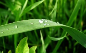 Обои Капельки воды на травинке: Вода, Трава, Зелёный, Растения