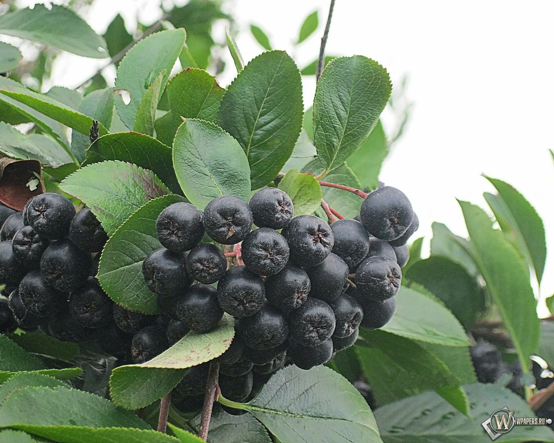 Черноплодную рябину едят. Арония черноплодная (Aronia melanocarpa). Черноплодная рябина кустарник. Арония черноплодная «черная Жемчужина». Рябина черноплодная (Aronia melanocarpa).