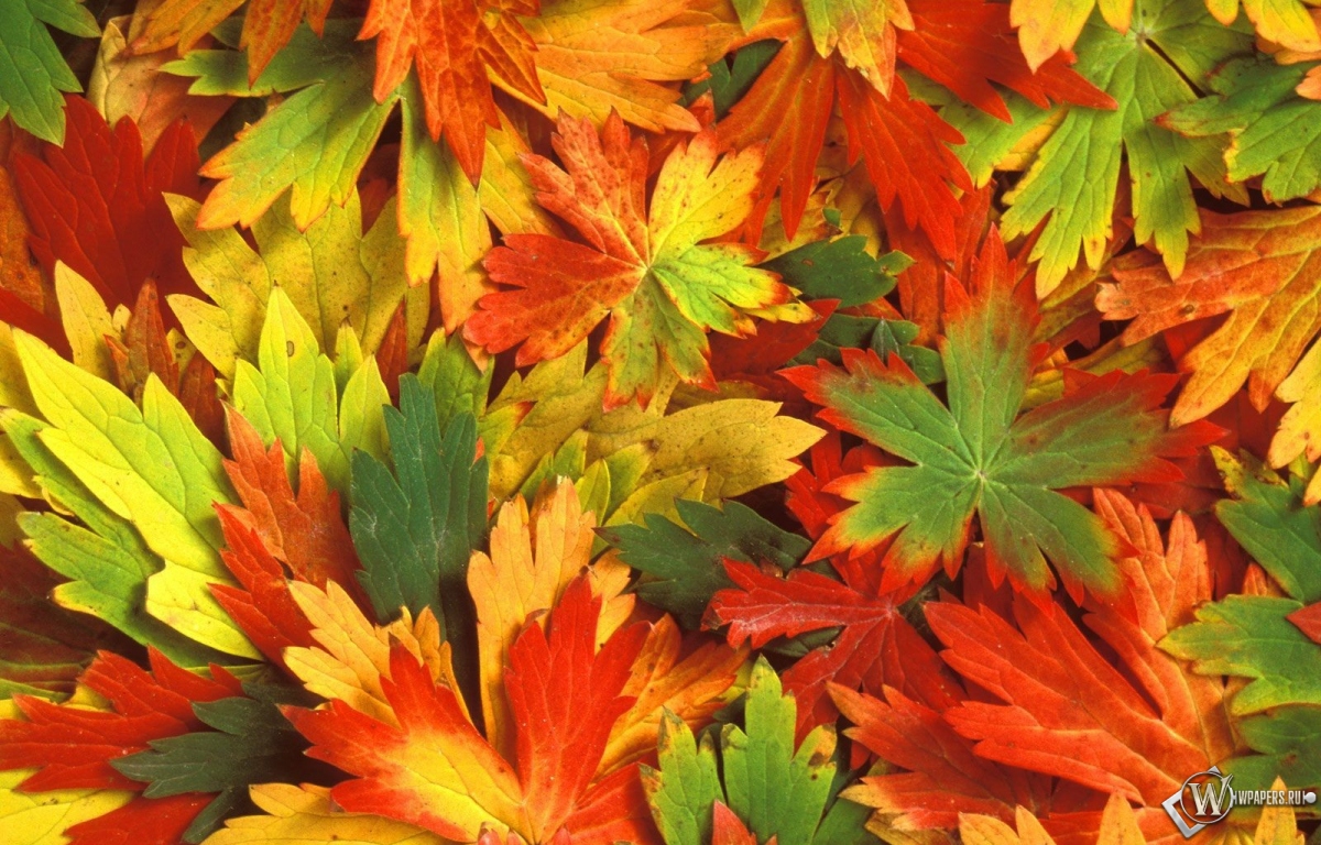 Разноцветная листва 1200x768