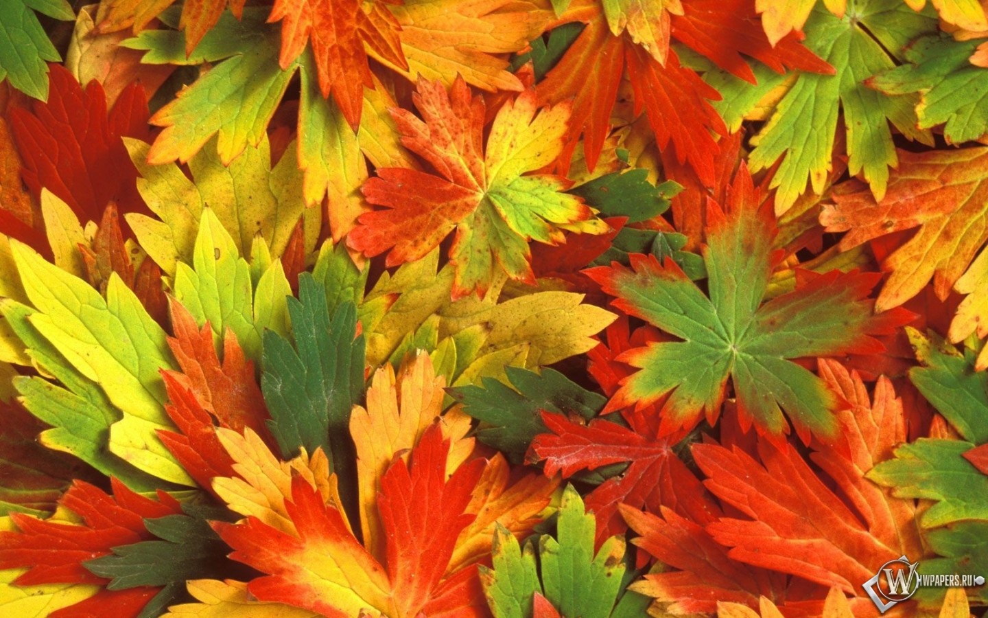 Разноцветная листва 1440x900