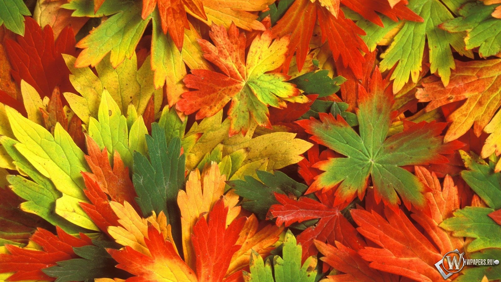 Разноцветная листва 1600x900