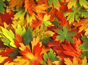 Обои Разноцветная листва: Осень, Листва, Листья, Калейдоскоп, Гербарий, Растения