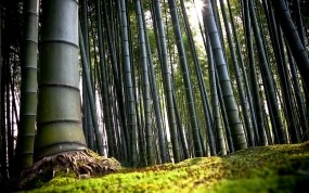 Обои бамбук: Япония, Бамбук, Киото, Бамбук