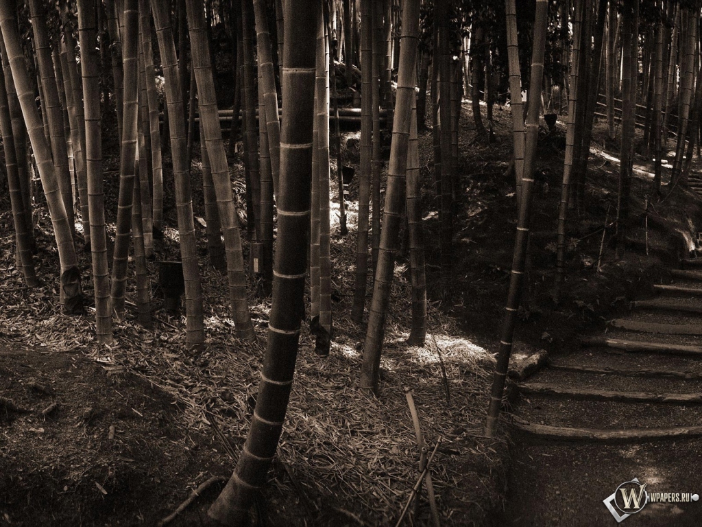 Бамбуковый лес 1024x768