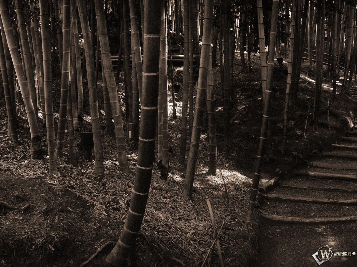 Бамбуковый лес 1152x864