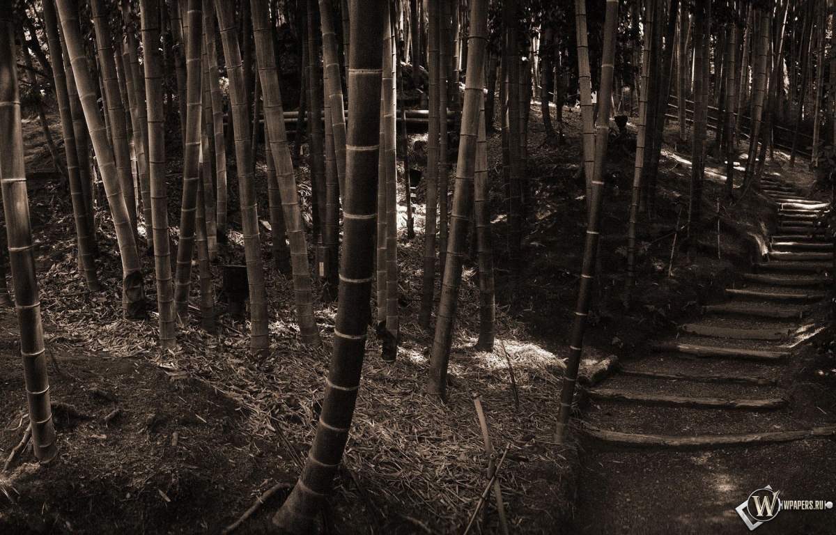 Бамбуковый лес 1200x768