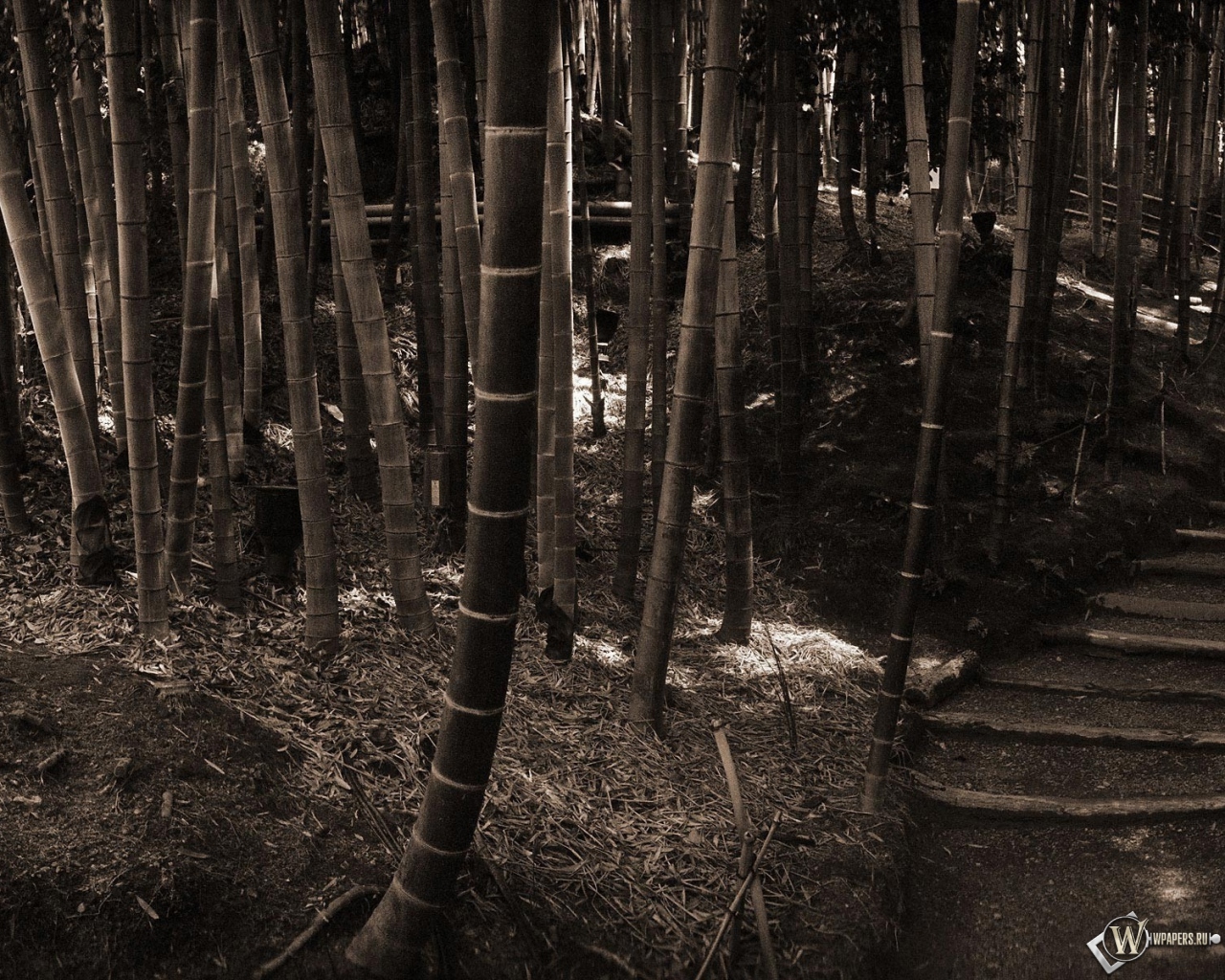 Бамбуковый лес 1280x1024