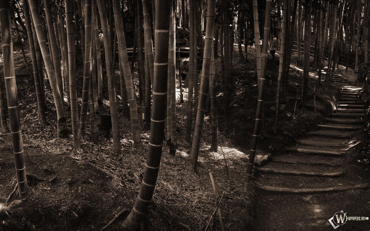 Бамбуковый лес 1280x800