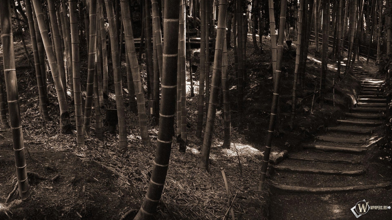 Бамбуковый лес 1366x768