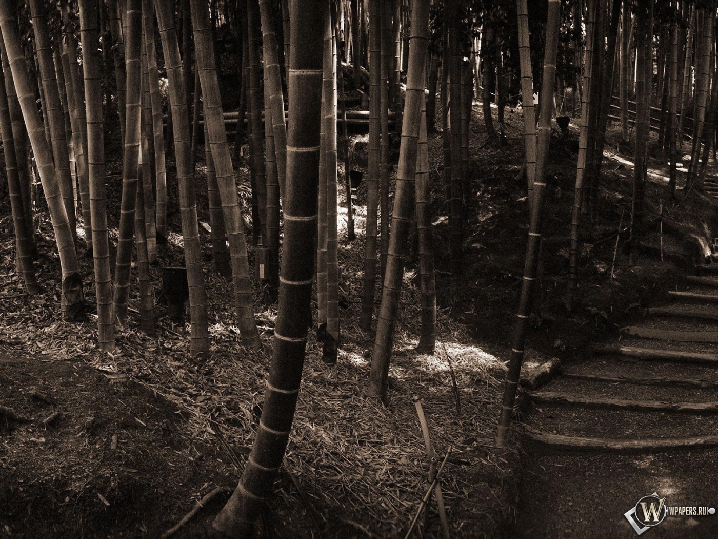 Бамбуковый лес 1400x1050