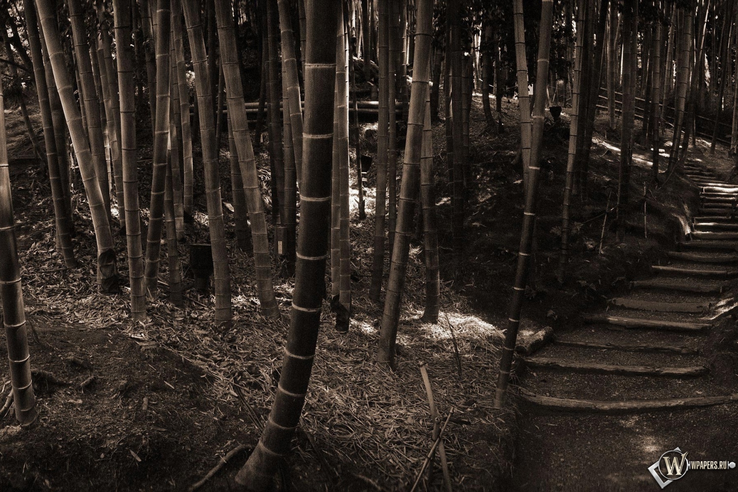Бамбуковый лес 1500x1000