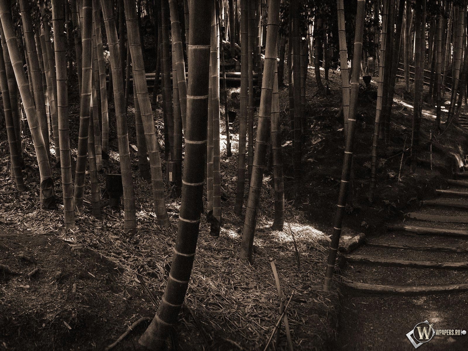Бамбуковый лес 1600x1200