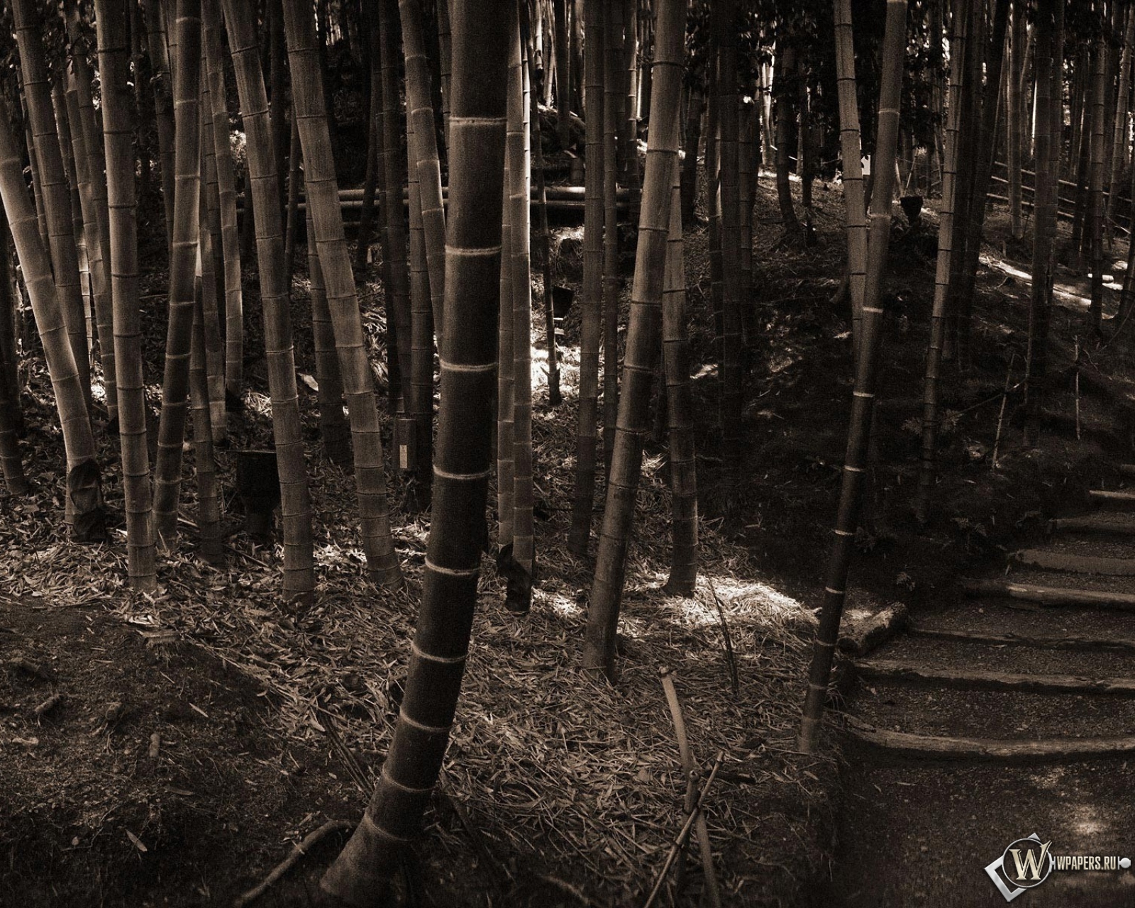 Бамбуковый лес 1600x1280