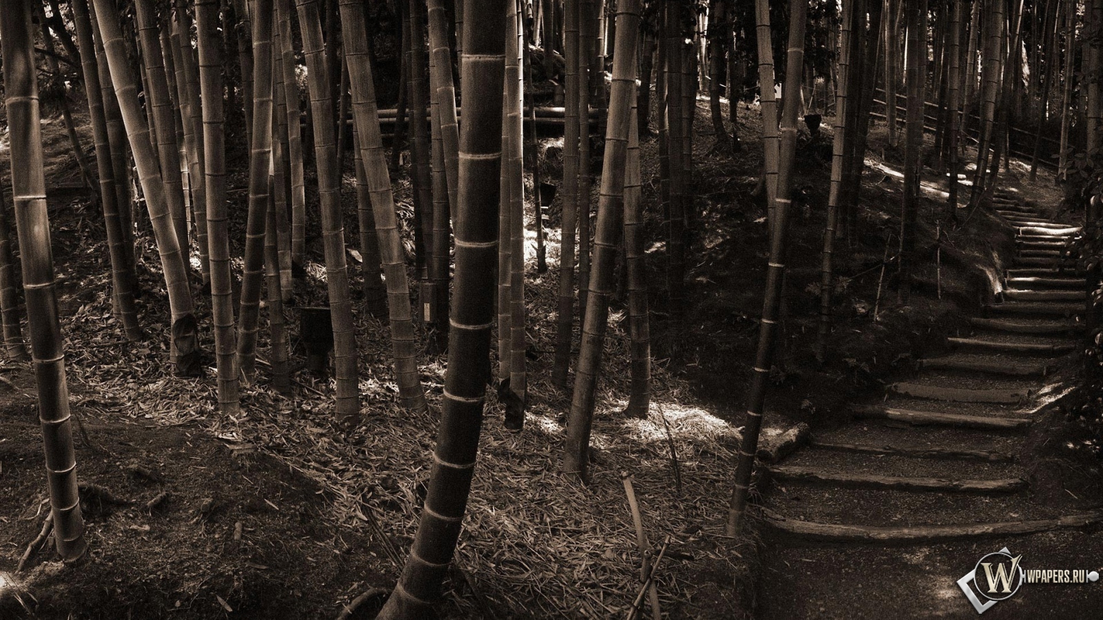 Бамбуковый лес 1600x900
