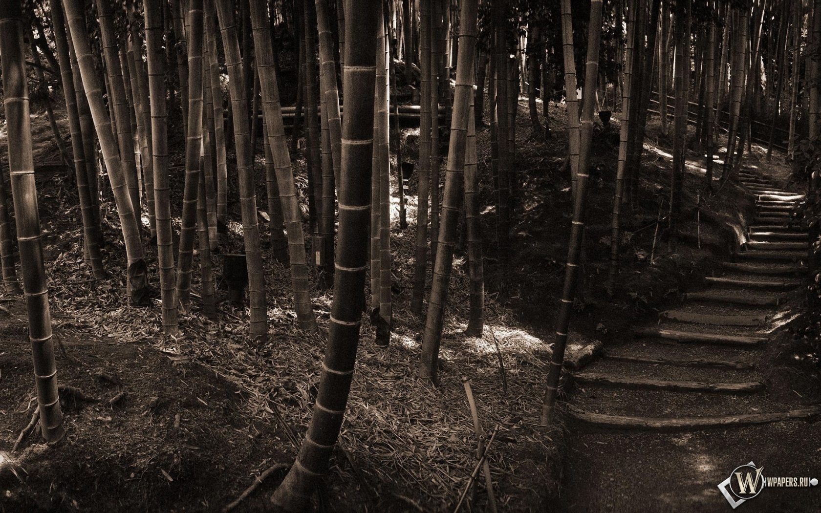 Бамбуковый лес 1680x1050