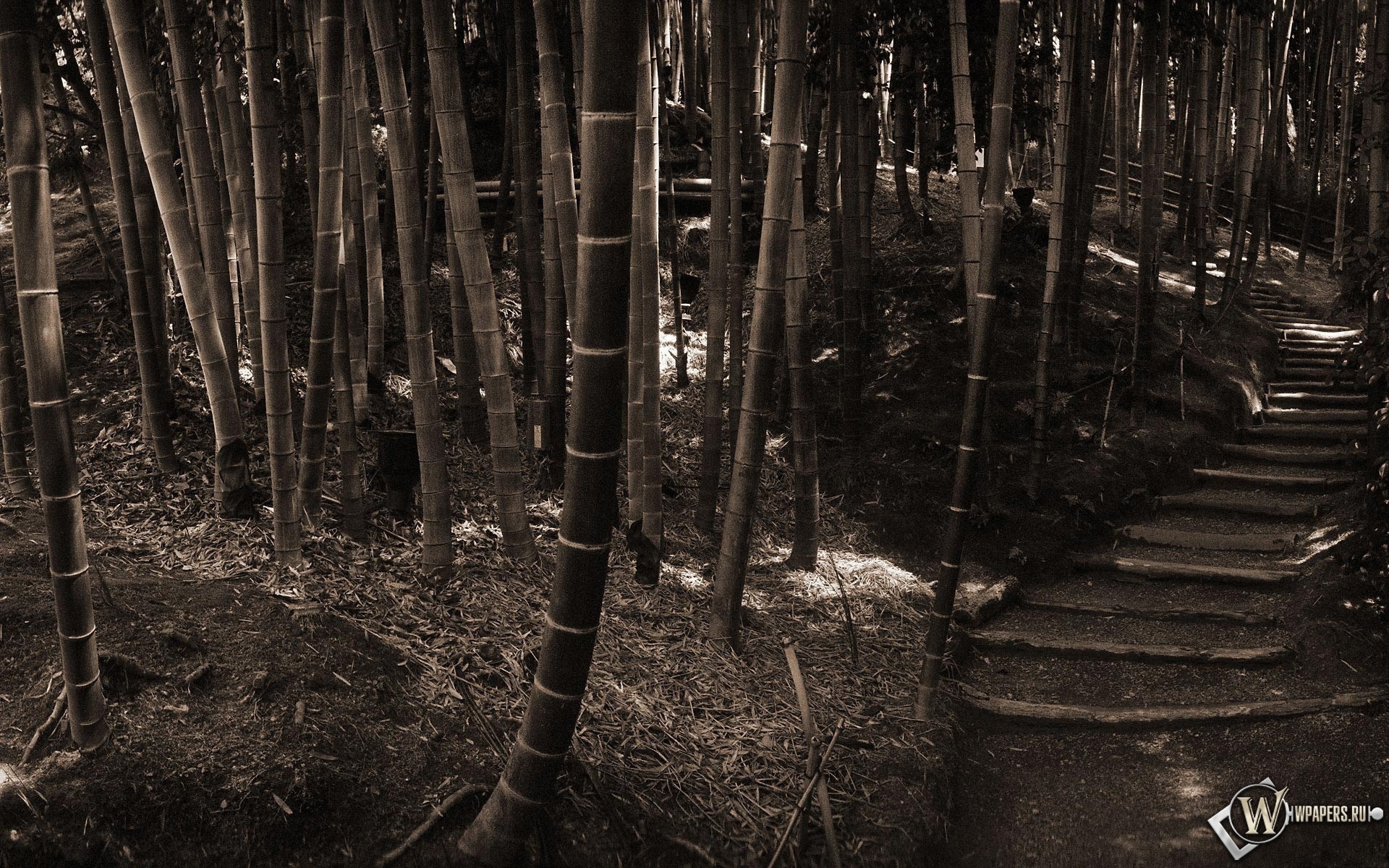 Бамбуковый лес 1920x1200