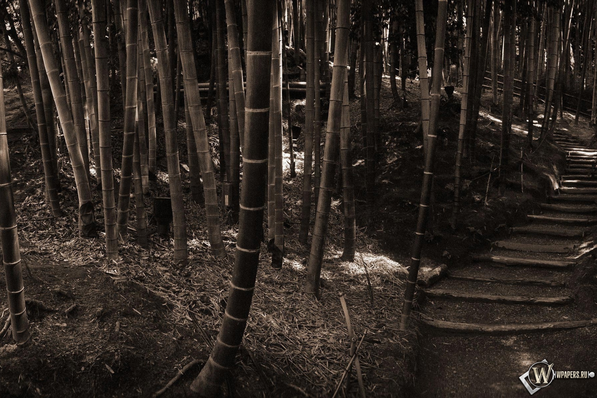 Бамбуковый лес 1920x1280