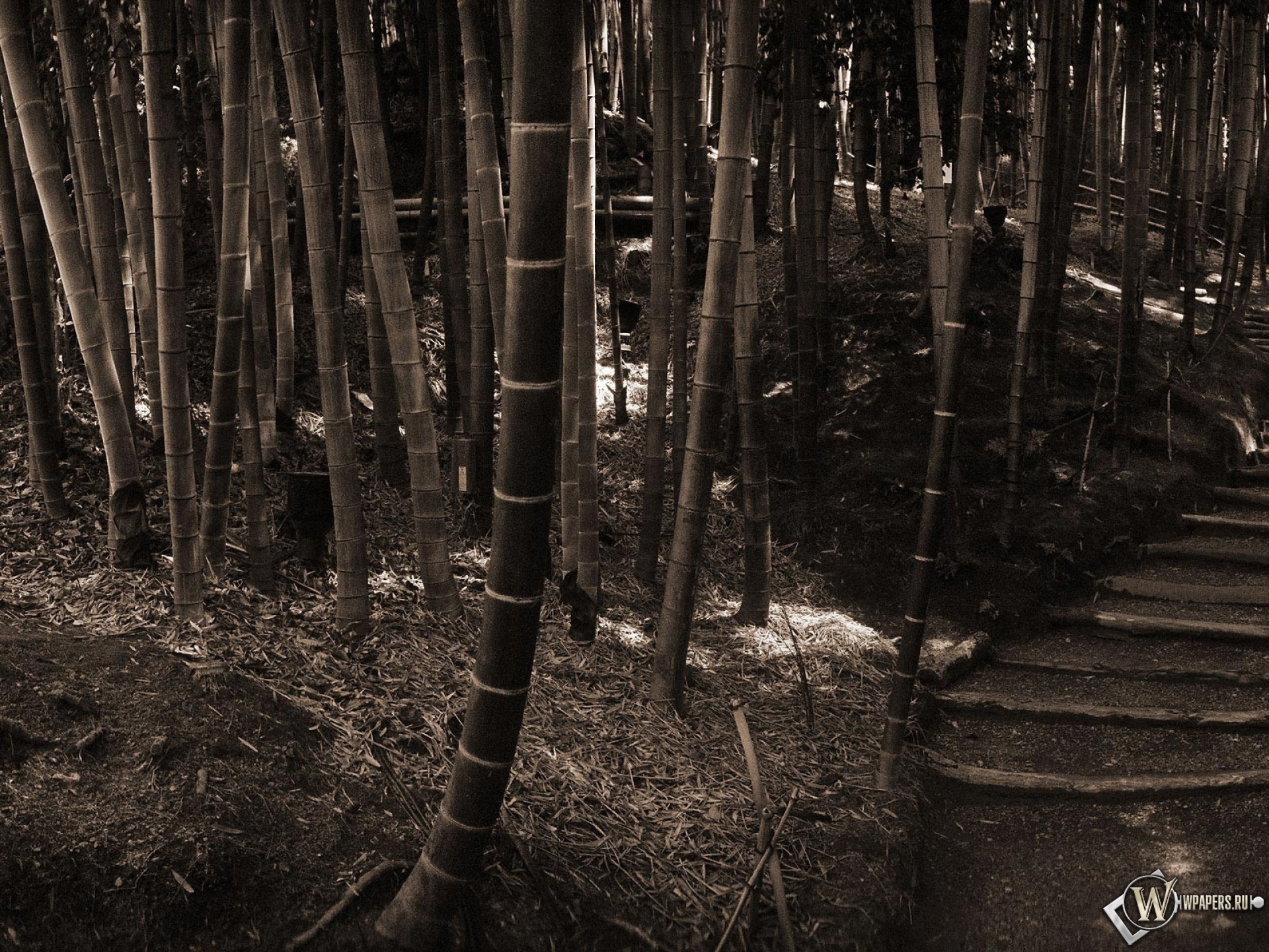 Бамбуковый лес 1920x1440