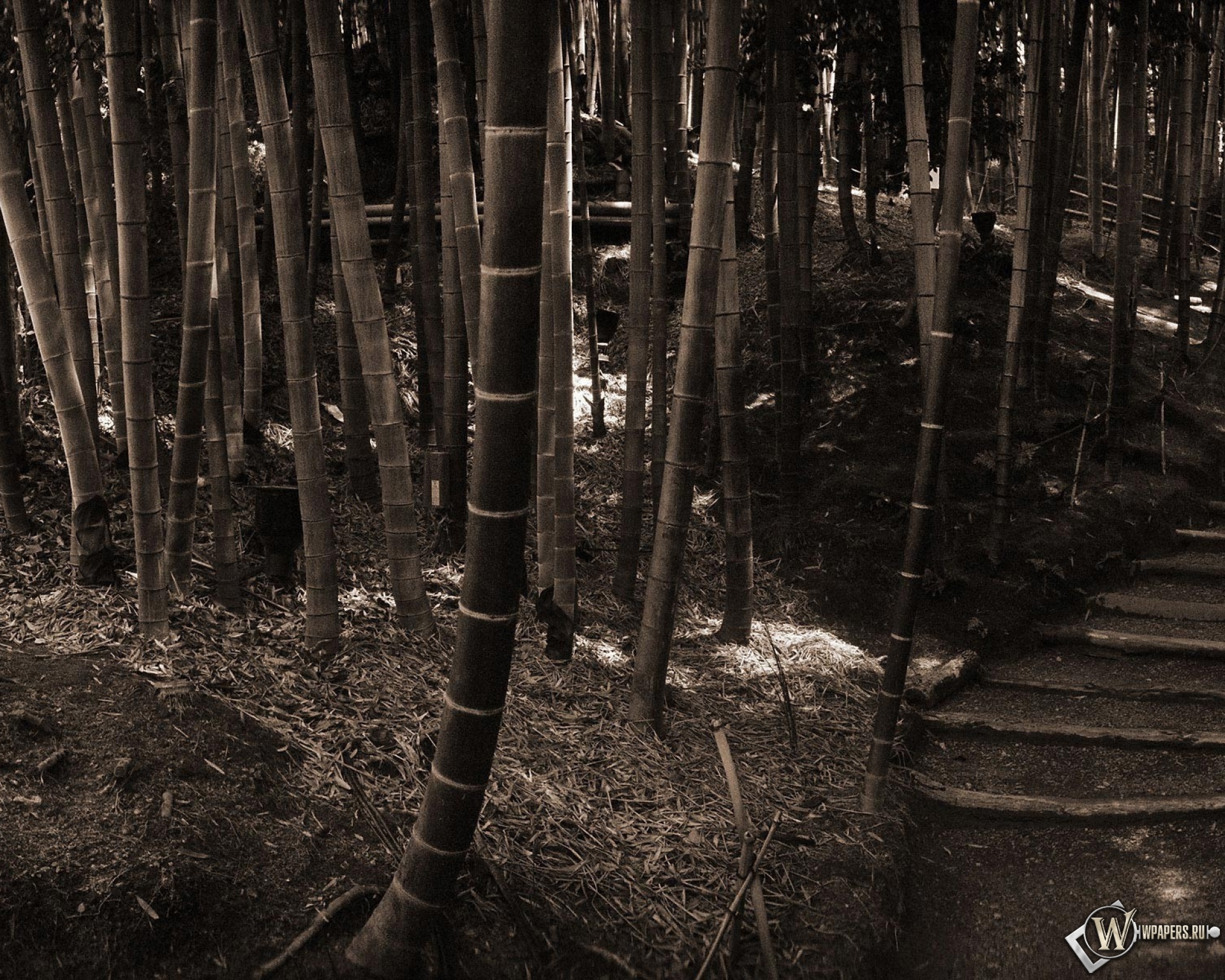 Бамбуковый лес 1920x1536