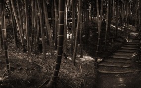 Обои Бамбуковый лес: Лес, Бамбук, Бамбук