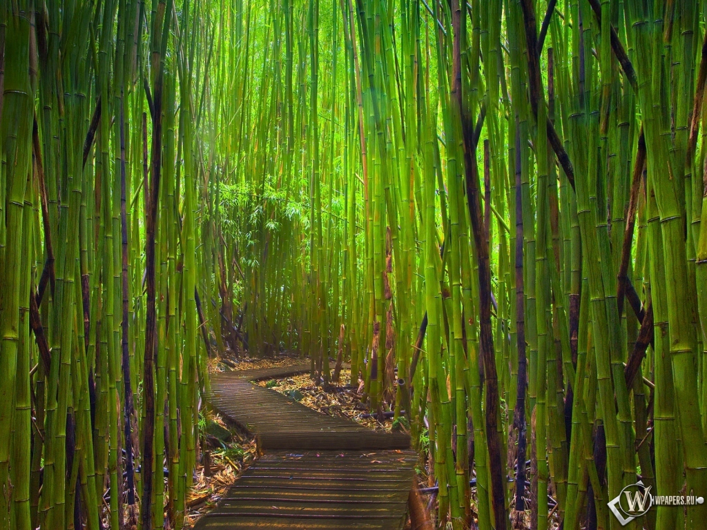 Бамбуковый лес Киото Япония 1024x768