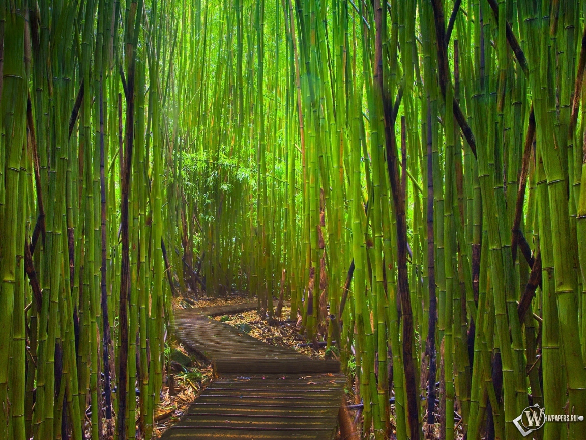 Бамбуковый лес Киото Япония 1152x864