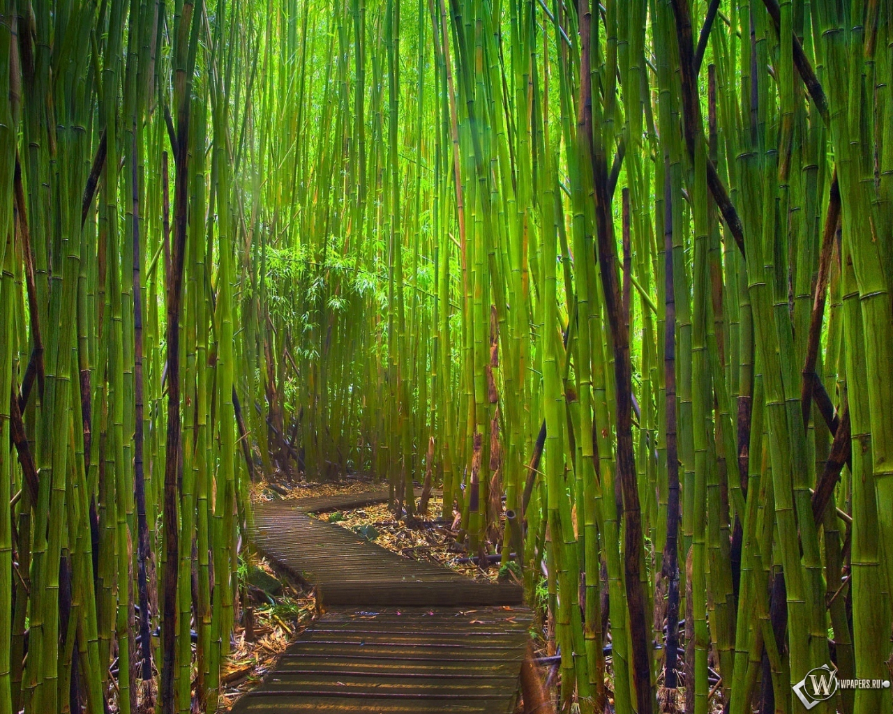 Бамбуковый лес Киото Япония 1280x1024