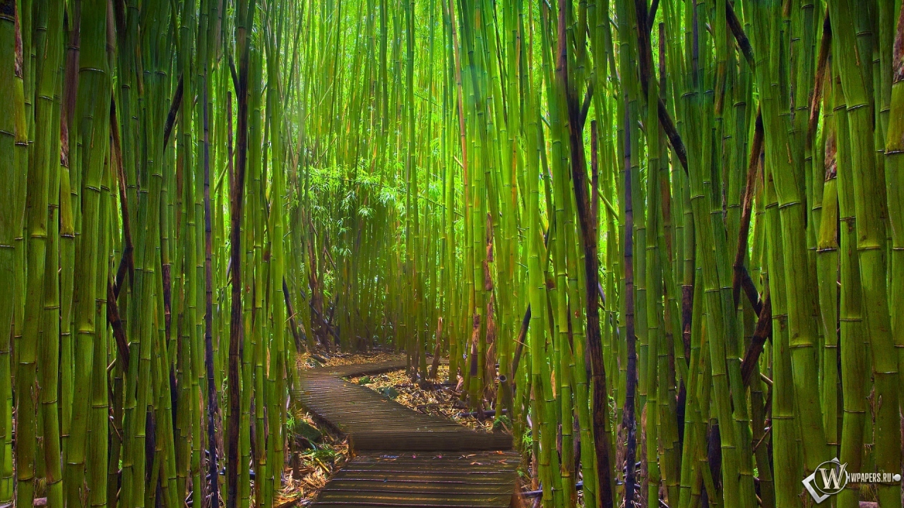 Бамбуковый лес Киото Япония 1280x720
