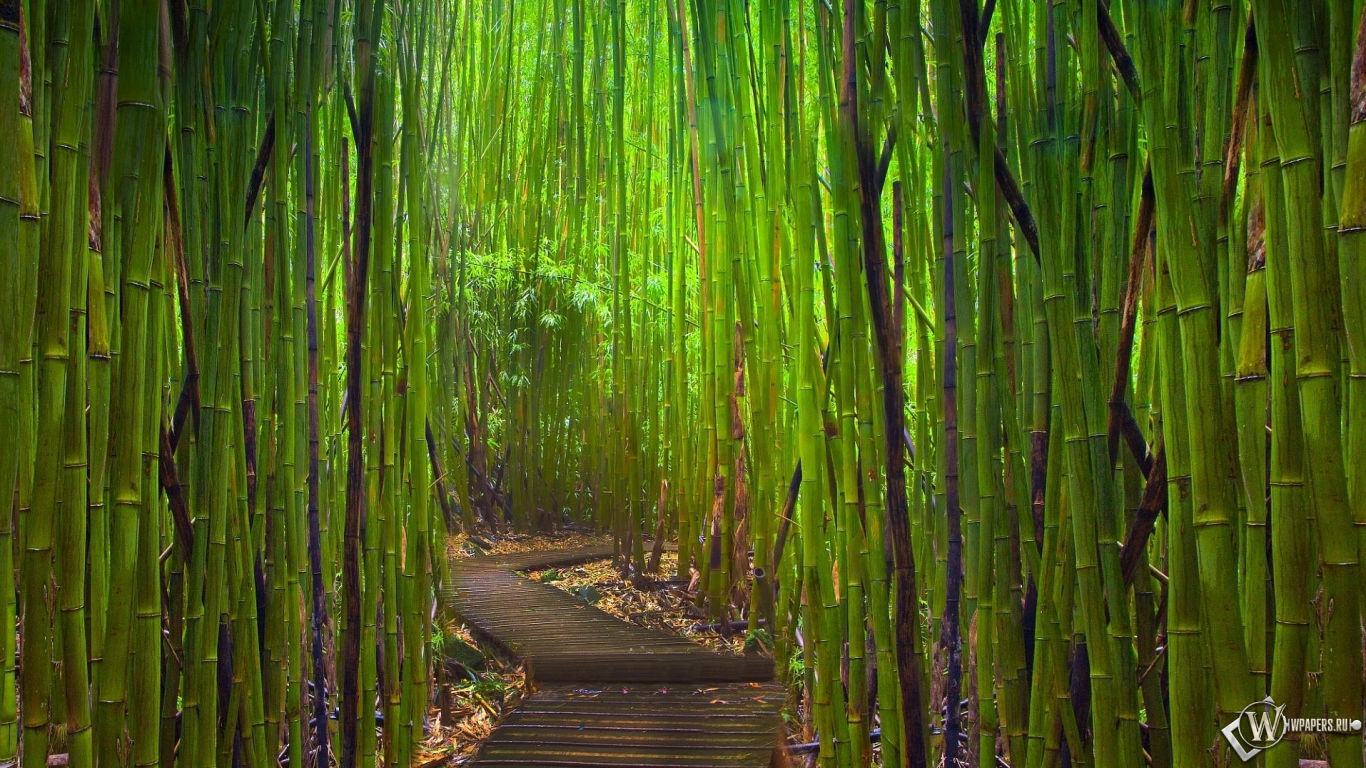 Бамбуковый лес Киото Япония 1366x768