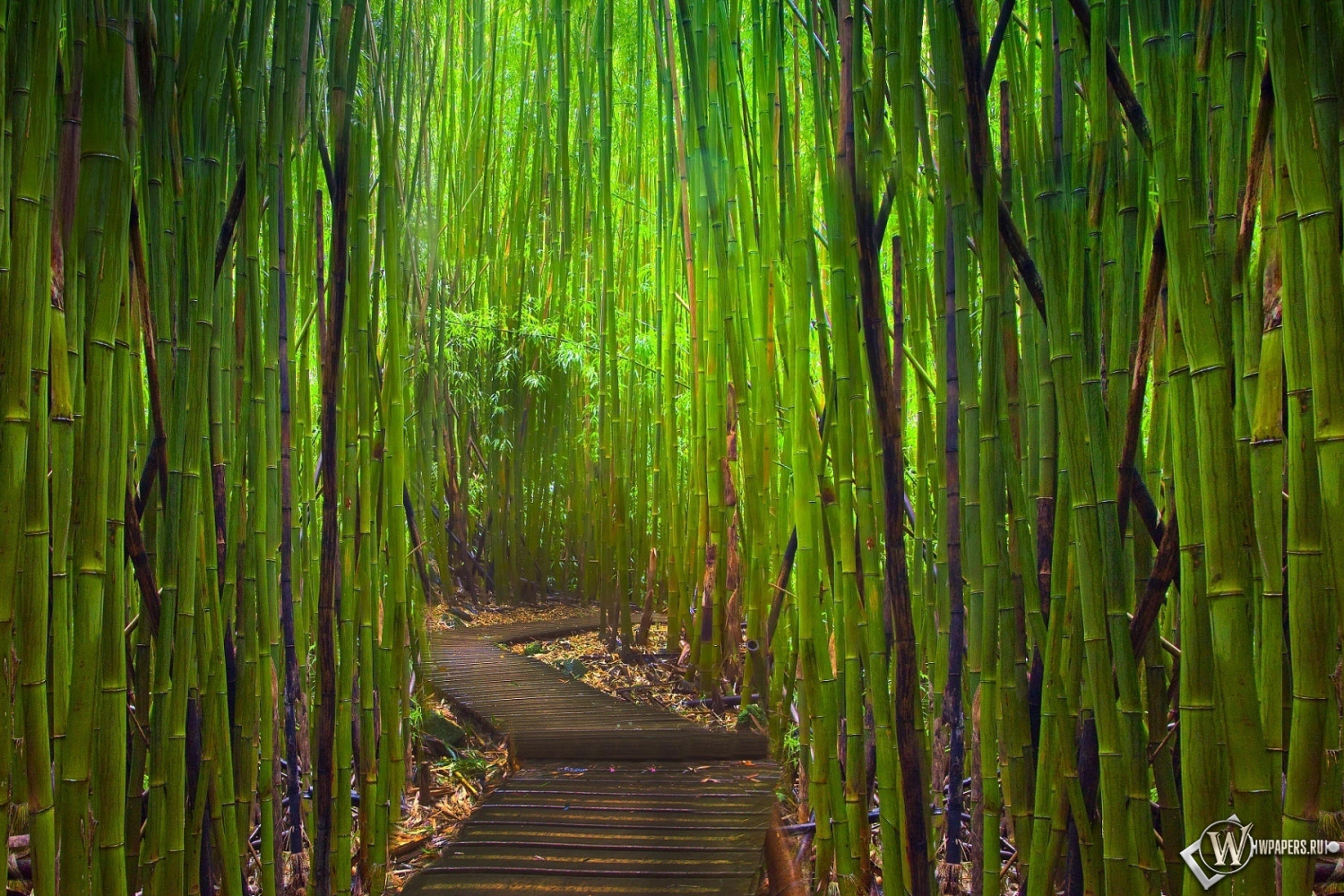 Бамбуковый лес Киото Япония 1500x1000