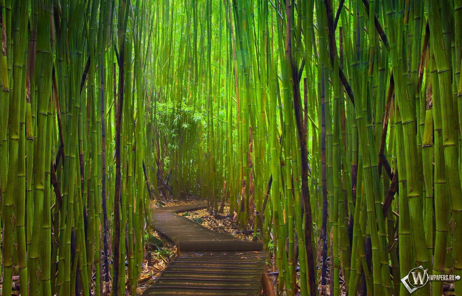 Бамбуковый лес Киото Япония 1600x1024