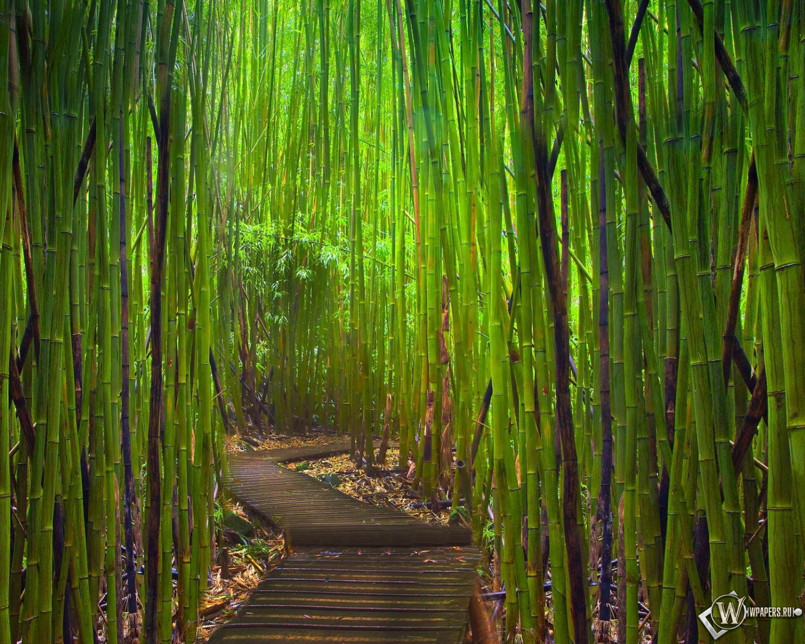 Бамбуковый лес Киото Япония 1600x1280