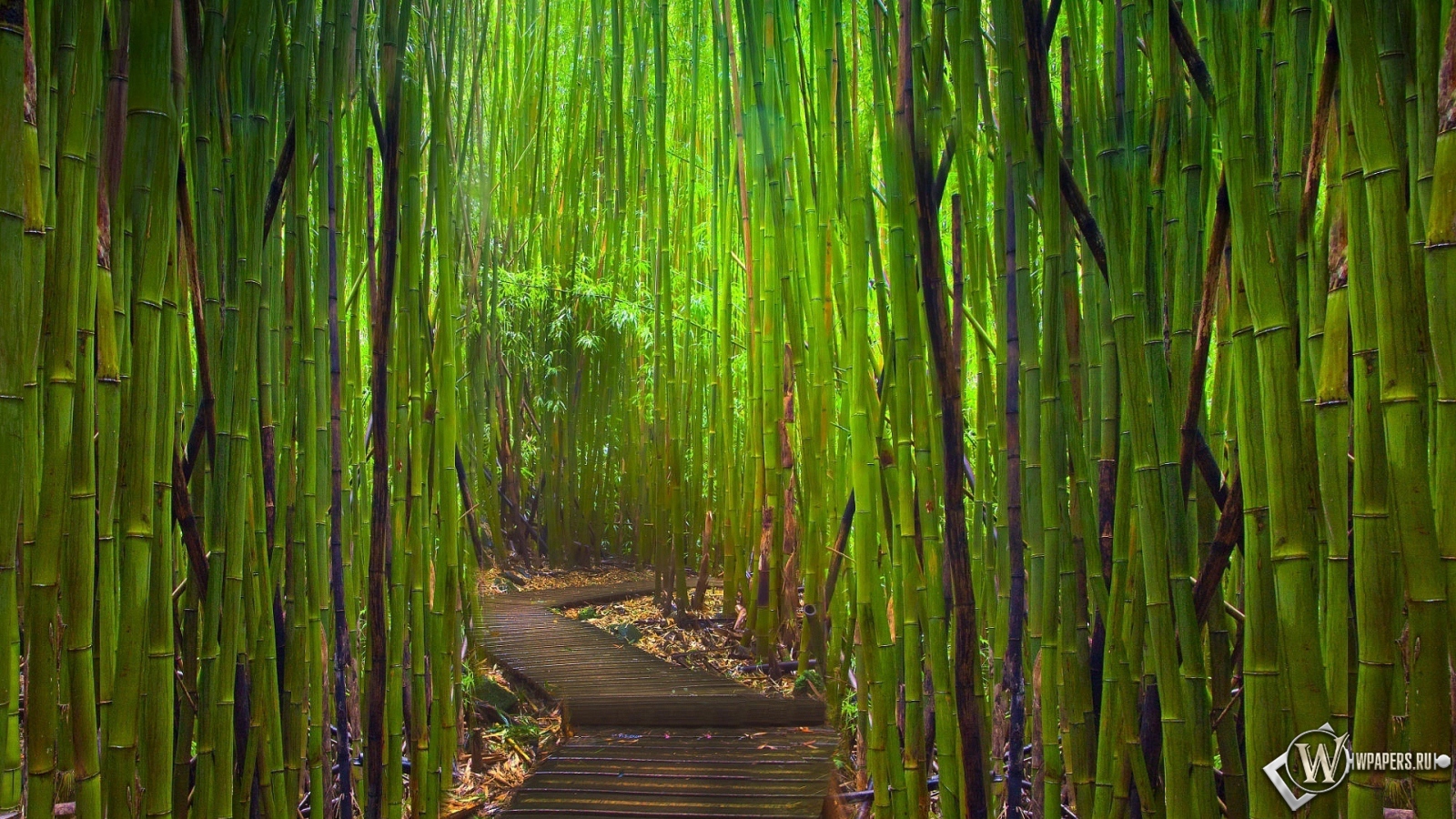 Бамбуковый лес Киото Япония 1600x900