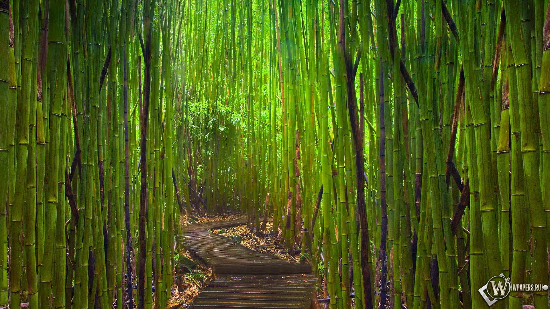 Бамбуковый лес Киото Япония 1920x1080