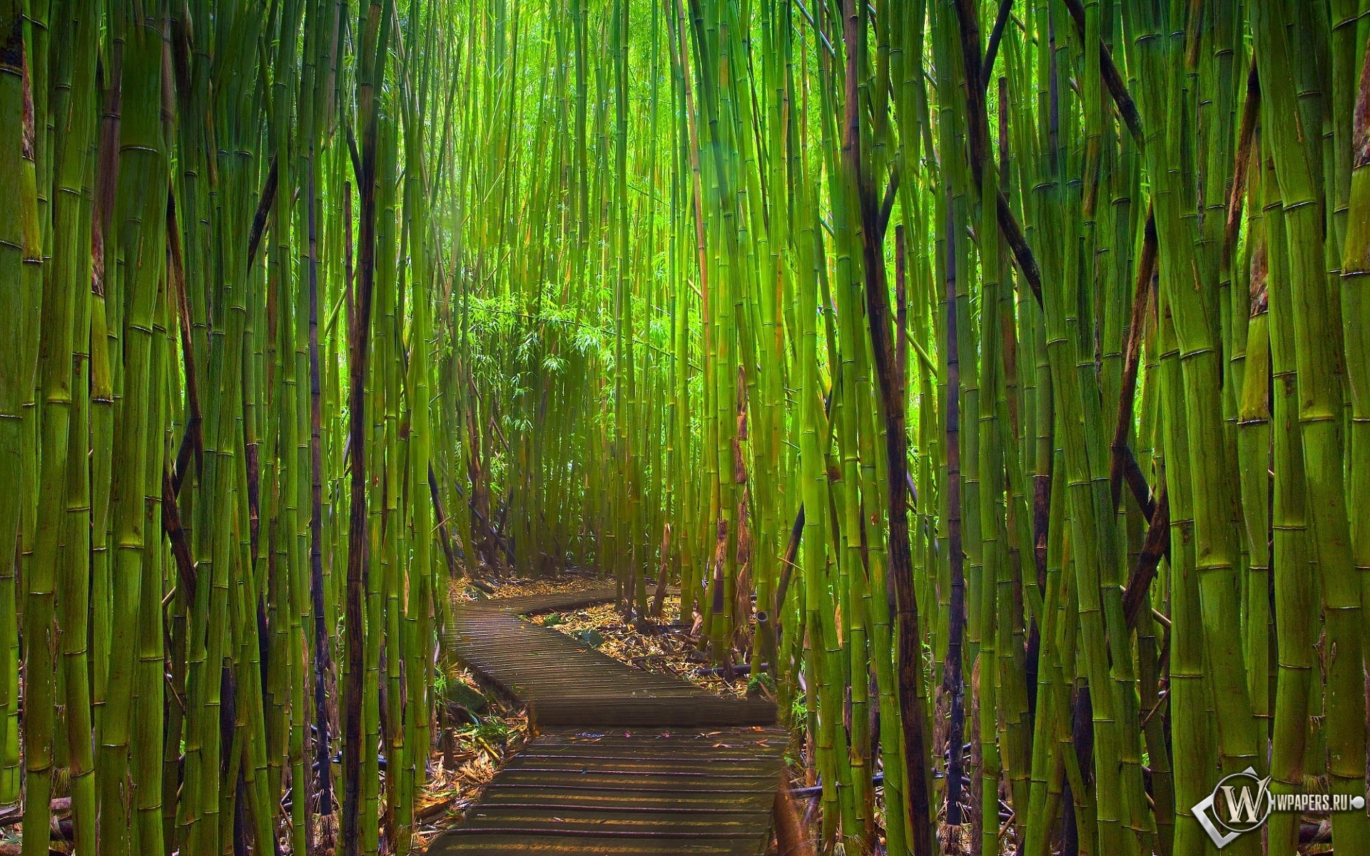 Бамбуковый лес Киото Япония 1920x1200