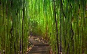 Обои Бамбуковый лес Киото Япония: Заросли, Япония, Бамбук, Тропинка, Бамбук