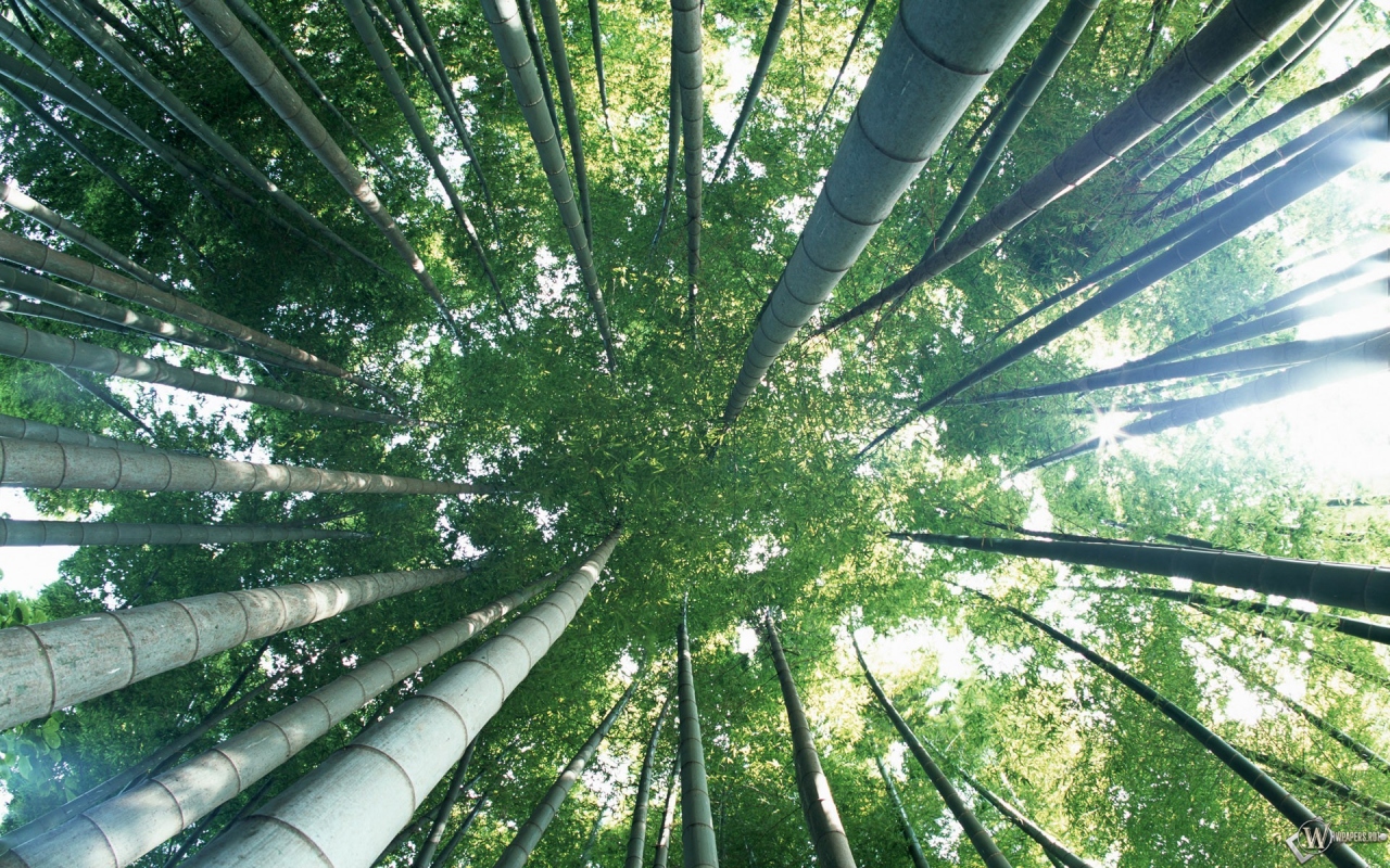 Бамбуковый лес 1280x800