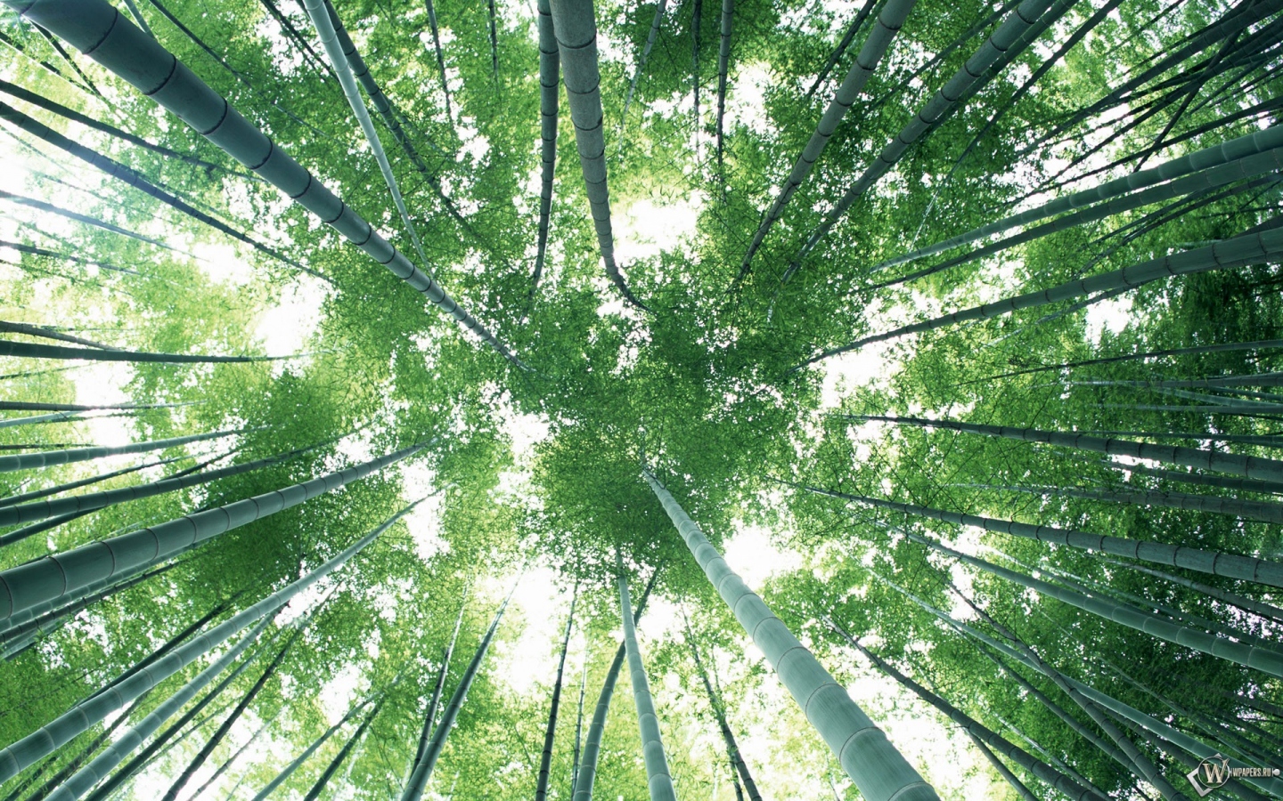 Бамбуковый лес 1440x900