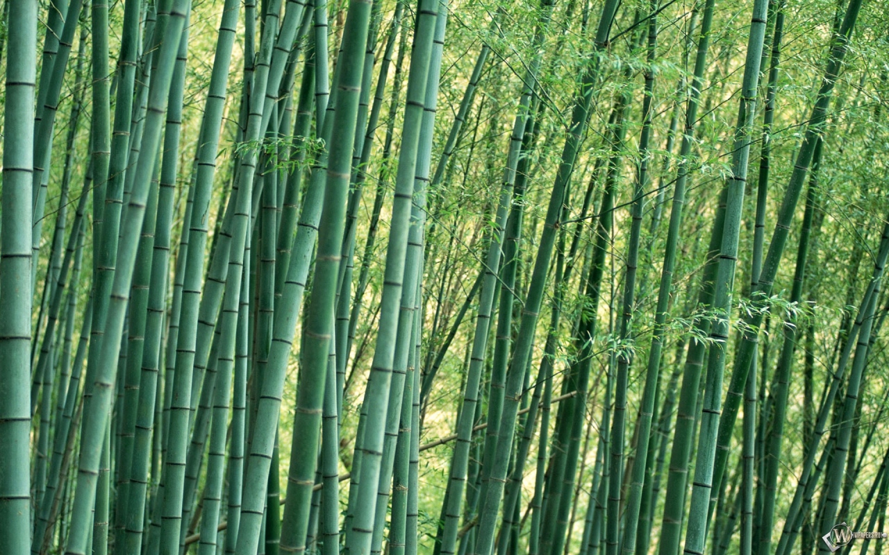 Бамбуковые заросли 1280x800