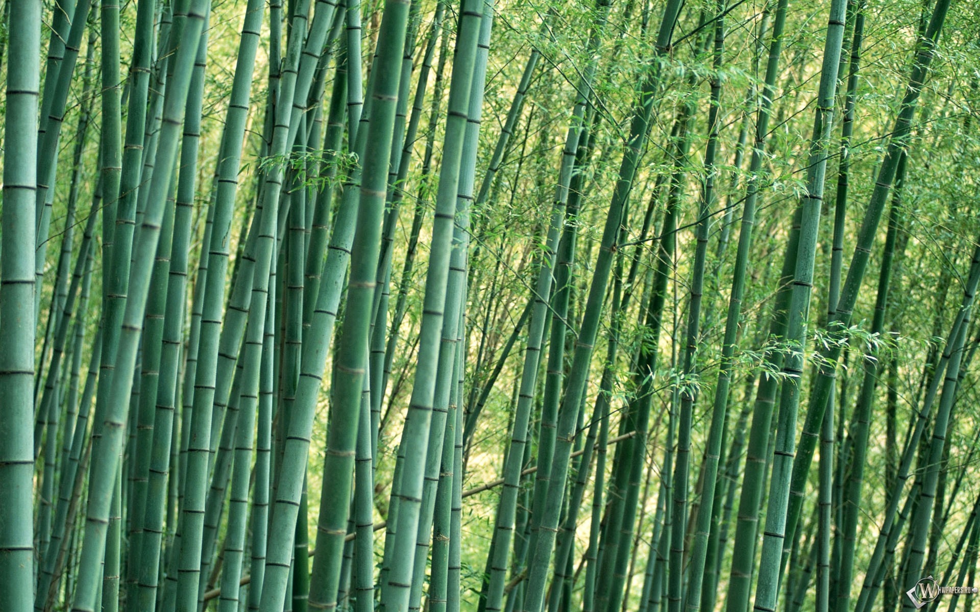 Бамбуковые заросли 1920x1200